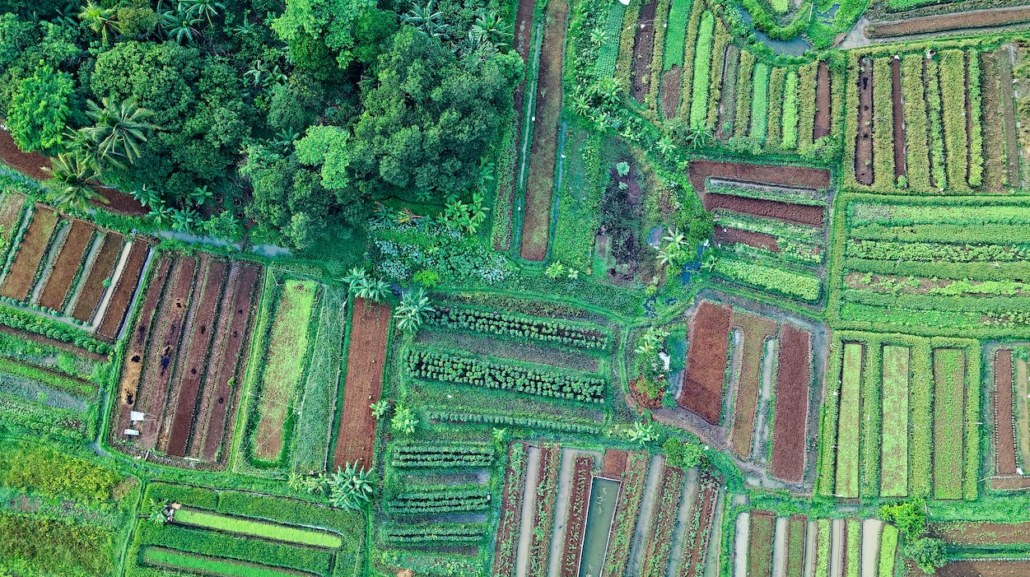 the view of lush green land, showcasing the beauty of nature and its vibrant colors.